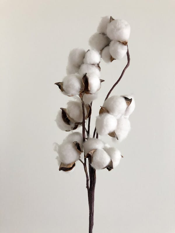cotton fabric